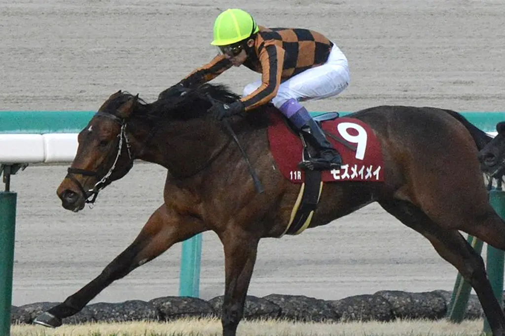 【アイビスSD予想2024】変わり身を見せたモズメイメイ、完全復活となるか？