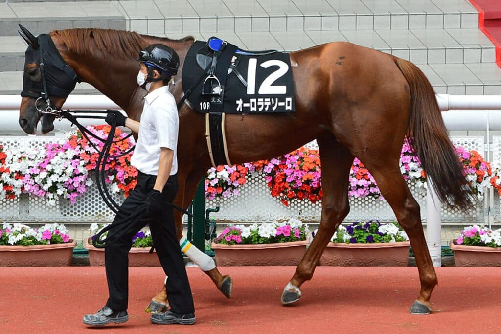 【テレ玉杯オーバルスプリント】オーロラテソーロ✕川田将雅騎手、好条件ズラリ