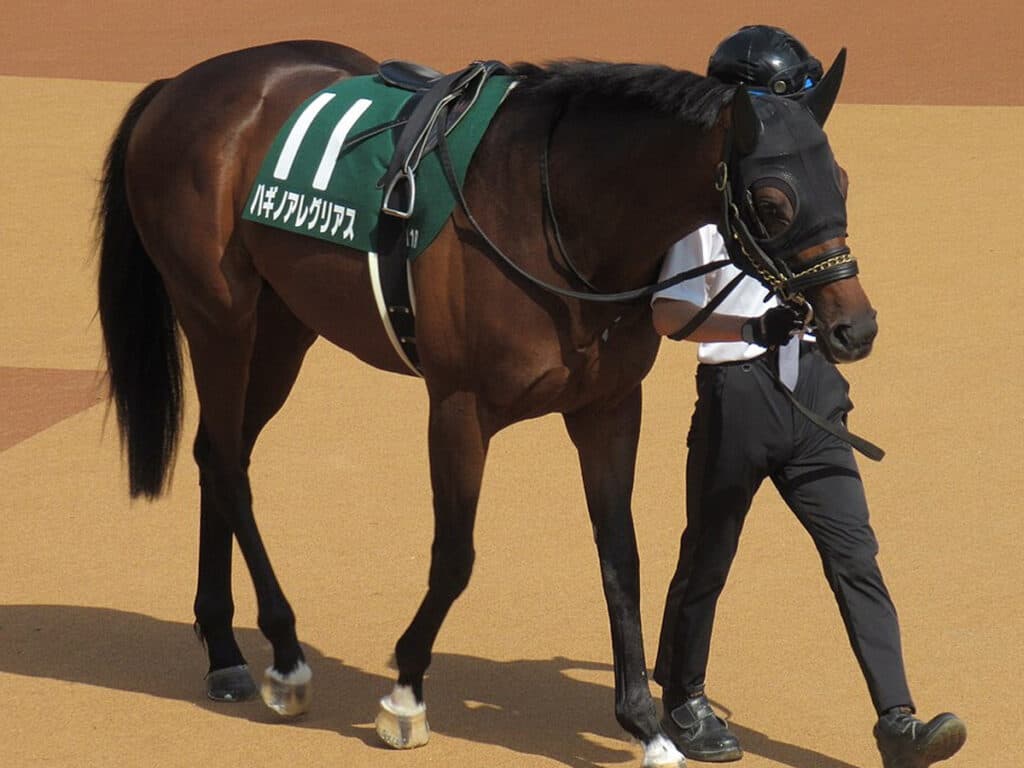 【平安ステークス予想2024】安定感抜群ハギノアレグリアス、“衰え”の懸念あり？