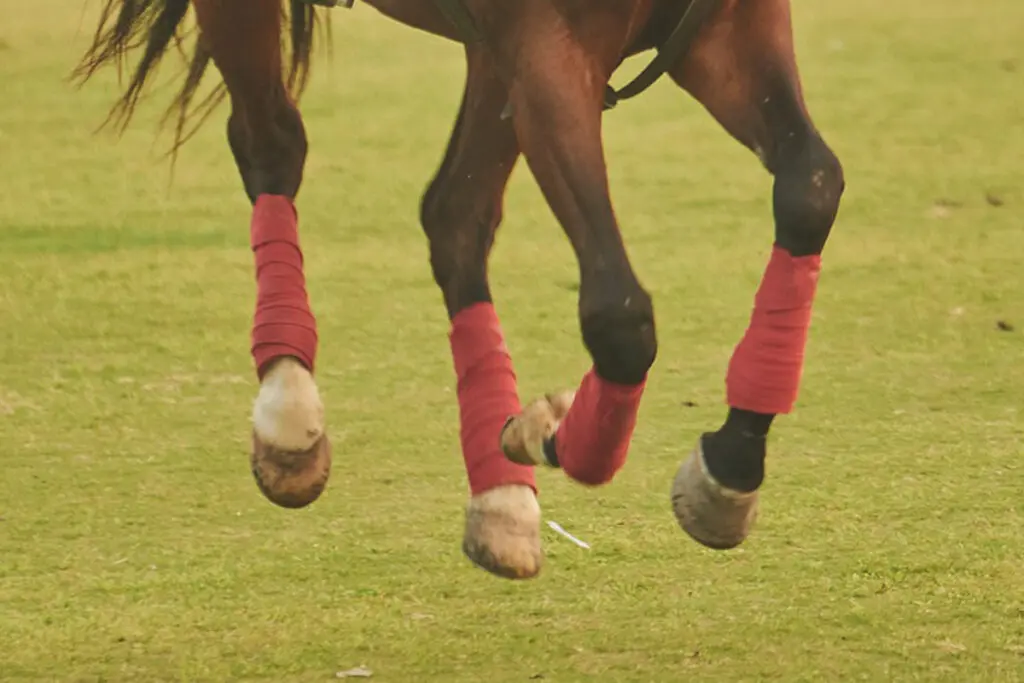 【JRA東京スポーツ杯2歳S予想2025】センス光る自在性が魅力！コッツォリーノがクラシック候補へ名乗り