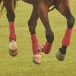 【JRA東京スポーツ杯2歳S予想2025】センス光る自在性が魅力！コッツォリーノがクラシック候補へ名乗り