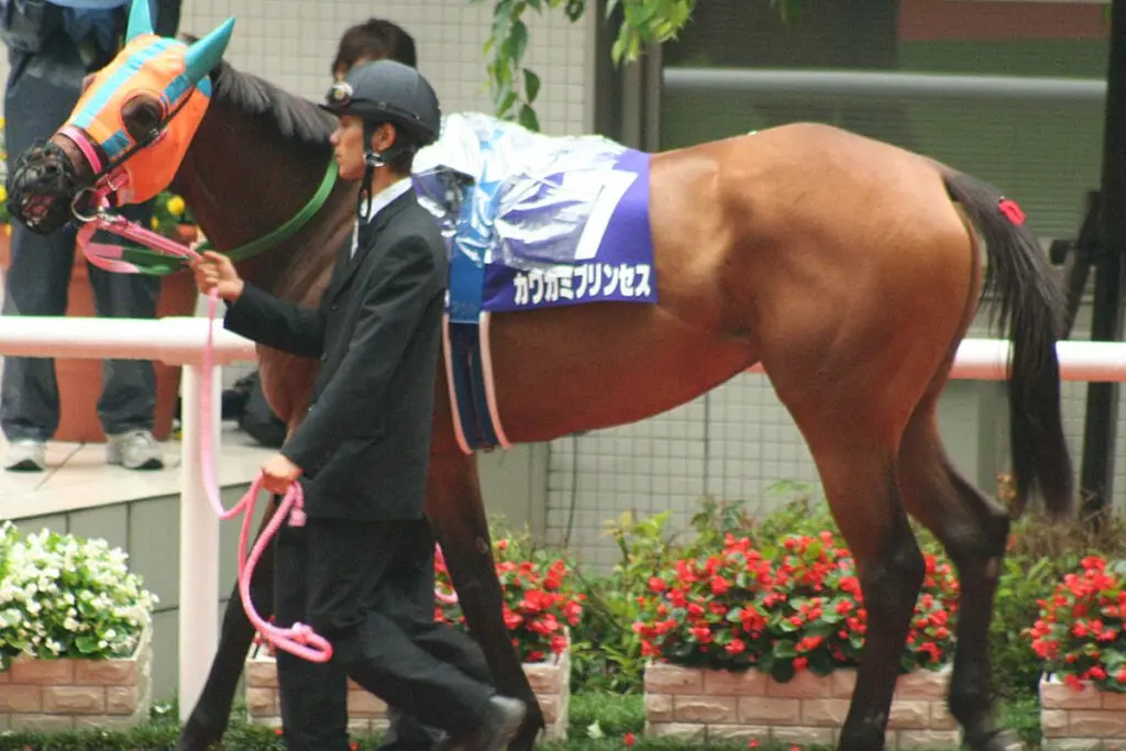 【JRA】カワカミプリンセスが起立不能で死亡