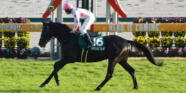 【オールカマー2023予想】良馬場＆ハイペースならマテンロウレオ、巻き返しの期待十分