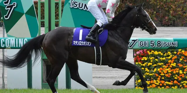 【富士ステークス2023予想】マテンロウオリオン✕田辺裕信騎手、乗り替わりで変わり身期待