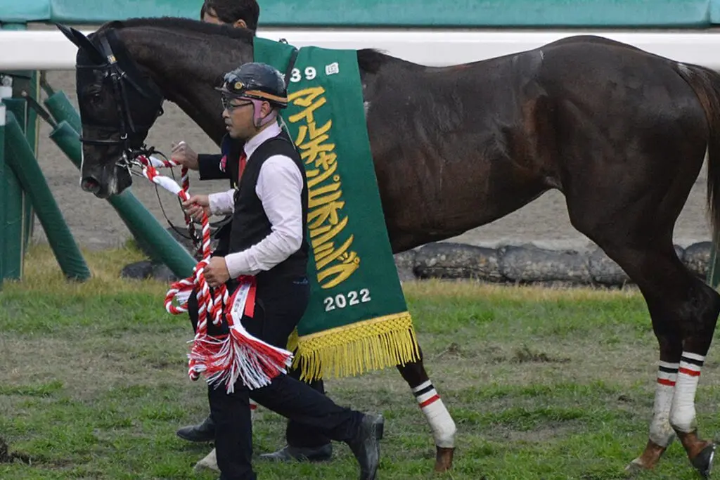 【富士ステークス2024予想】セリフォスに勝機あり！今度こそ宿敵ソウルラッシュに勝てるか？