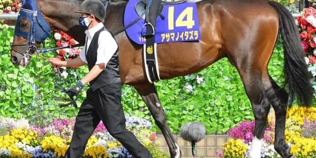 【七夕賞2024】アサマノイタズラが回避、左前浅屈腱炎を発症