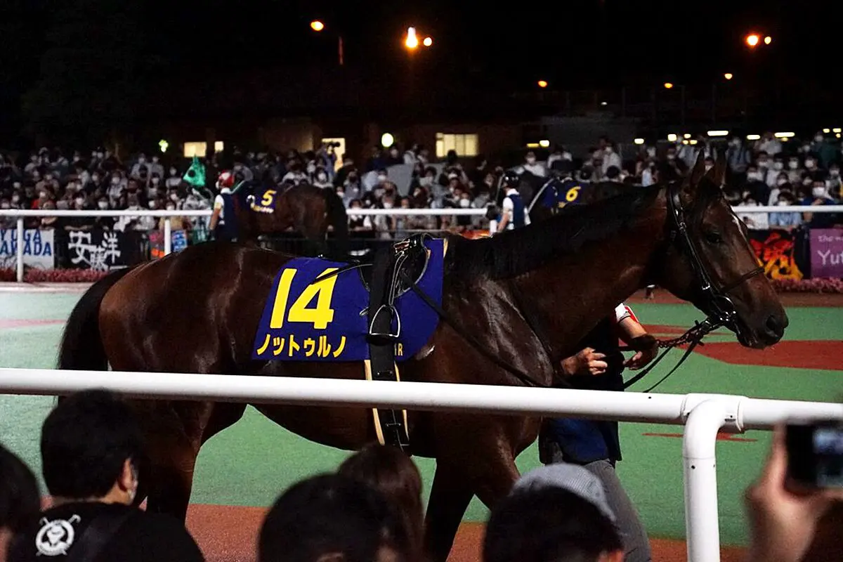 【東京大賞典2023予想】ノットゥルノ、馬体が絞れていれば軽視禁物