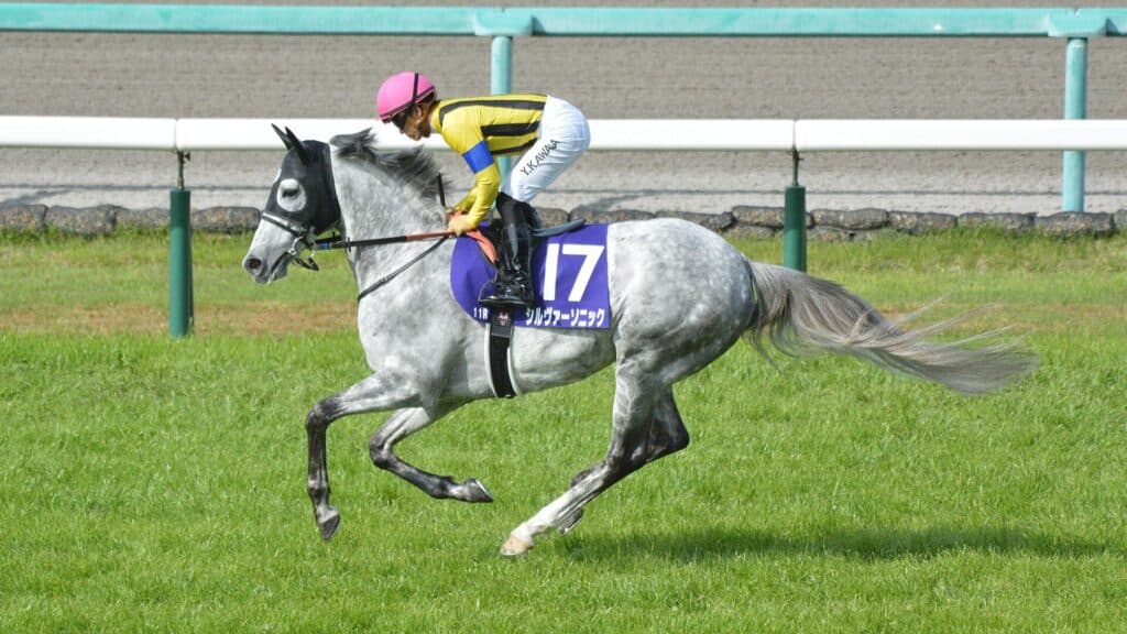 シルヴァーソニックが重度の繋靱帯炎で現役引退、今後は乗馬に