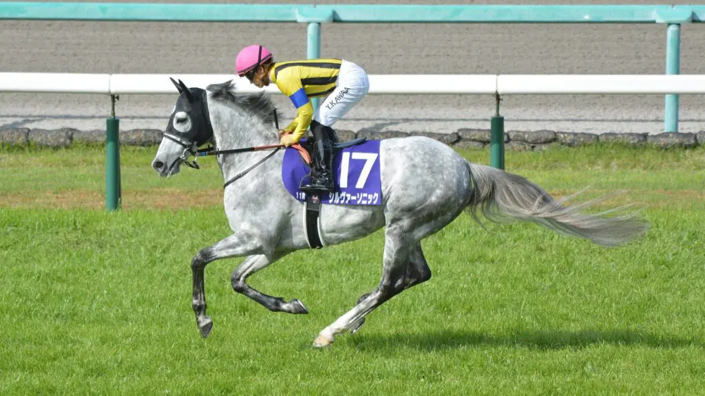 シルヴァーソニックが重度の繋靱帯炎で現役引退、今後は乗馬に