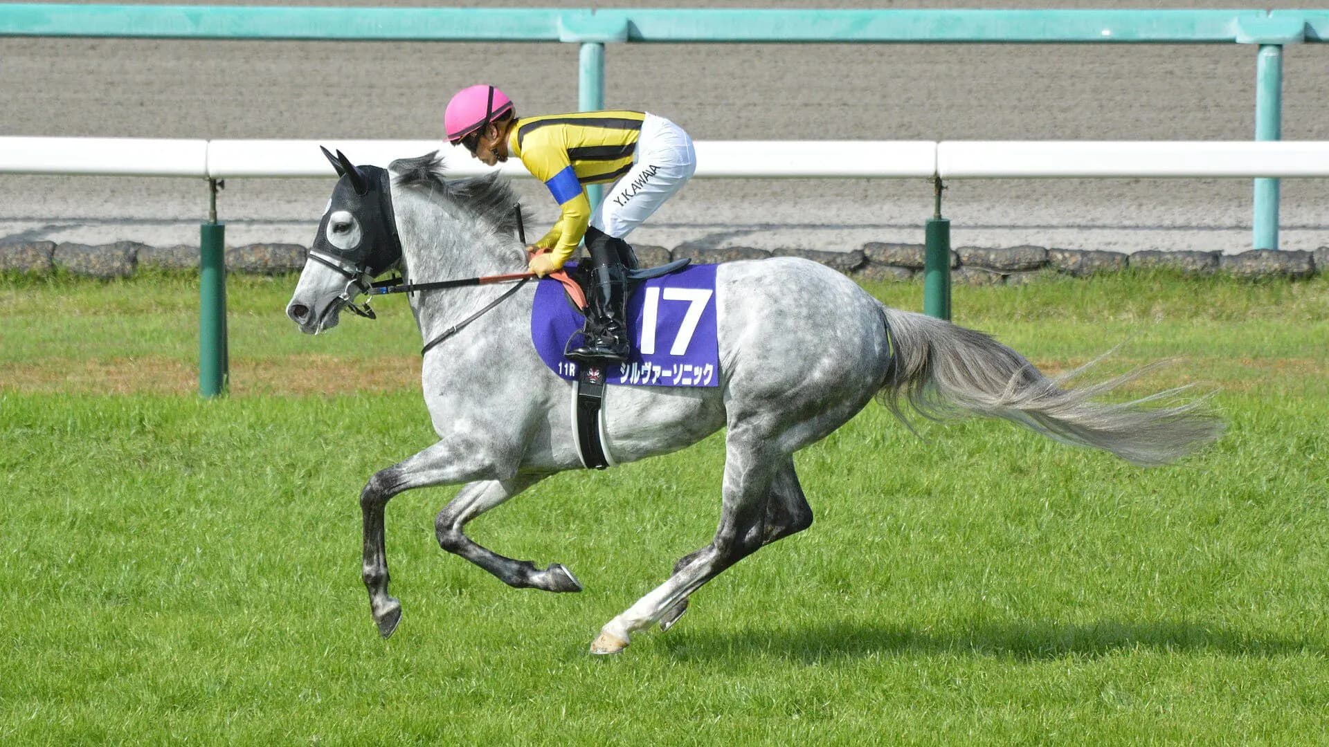 【JRA】天皇賞春・3着のシルヴァーソニックは連覇のかかるレッドシーターフハンデキャップへ