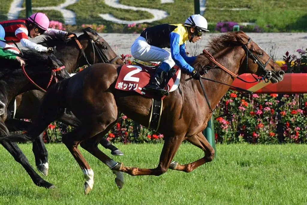 【アメリカJCC予想2024】8歳古豪のボッケリーニ、年齢の衰えはあるのか？