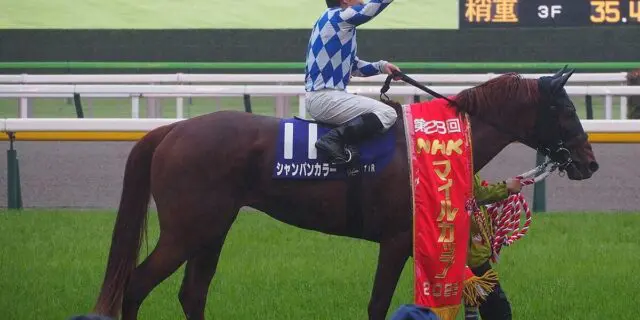 昨年のNHKマイルCの覇者シャンパンカラーはフェブラリーSで復帰、ダート初挑戦で復権へ