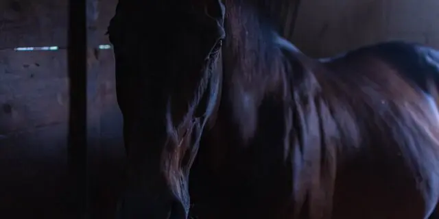 【ラジオNIKKEI賞2024予想】激走期待の逃げ馬ミナデオロ、絶好条件揃った