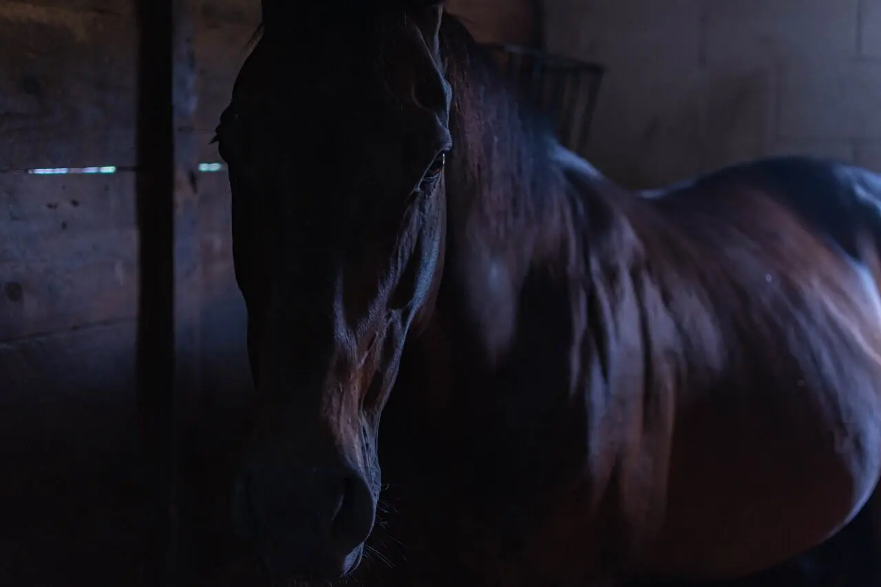【ラジオNIKKEI賞2024予想】激走期待の逃げ馬ミナデオロ、絶好条件揃った
