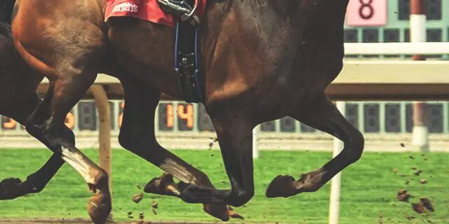 【霜月S予想2025】素質馬ウェイワードアクトが重賞戦線へ視界良好