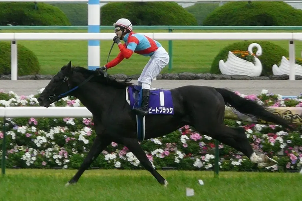 ビートブラック亡くなる、乗馬中に転倒し骨盤骨折