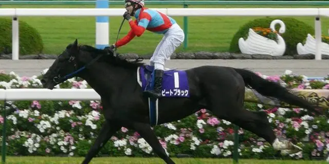 ビートブラック亡くなる、乗馬中に転倒し骨盤骨折