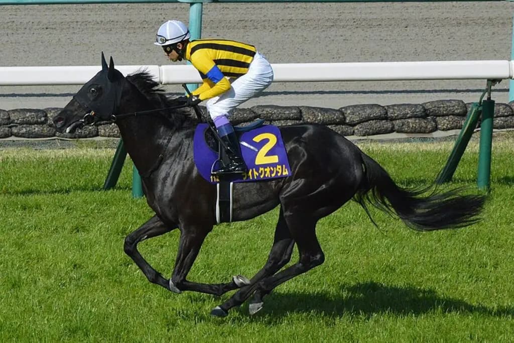 【JRA】ライトクオンタムが落馬後の炎症引かず引退、繁殖入り