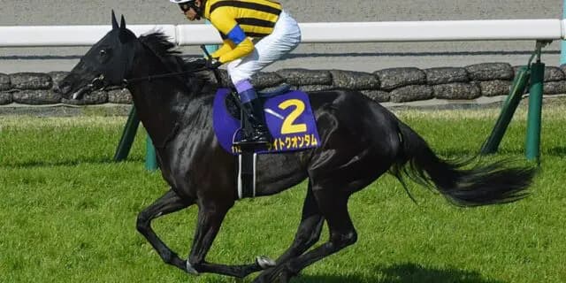 【JRA】ライトクオンタムが落馬後の炎症引かず引退、繁殖入り