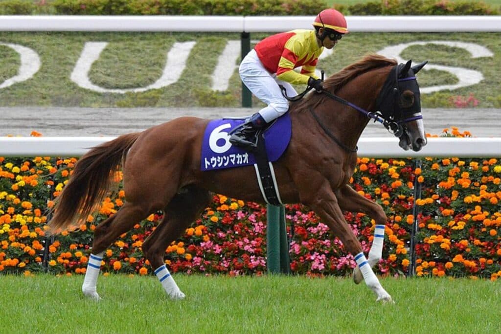 【スプリンターズS予想2024】本格化のトウシンマカオ、右回りならパフォーマンスさらに向上