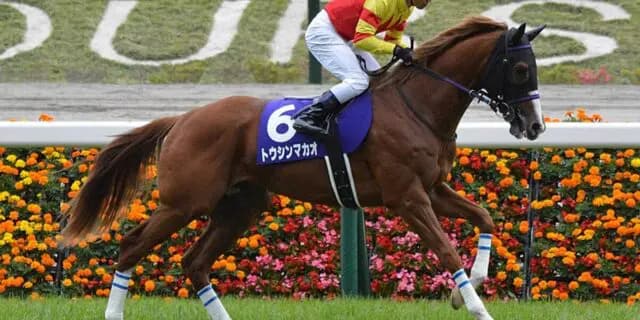 【京王杯スプリングC予想2025】今が充実期のトウシンマカオ、成長した姿で雪辱へ