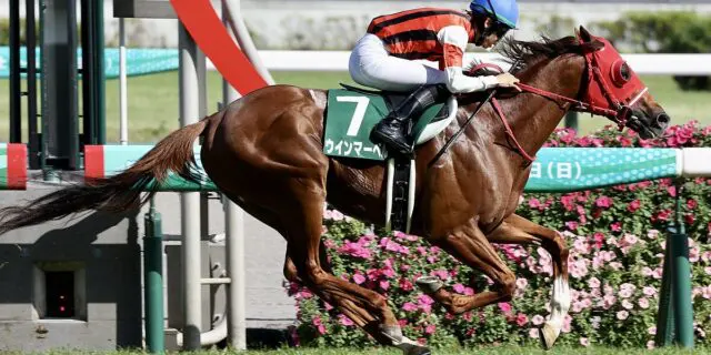 【阪急杯2024予想】ウインマーベルは危険な人気馬か？課題は“スタート”と“雨”