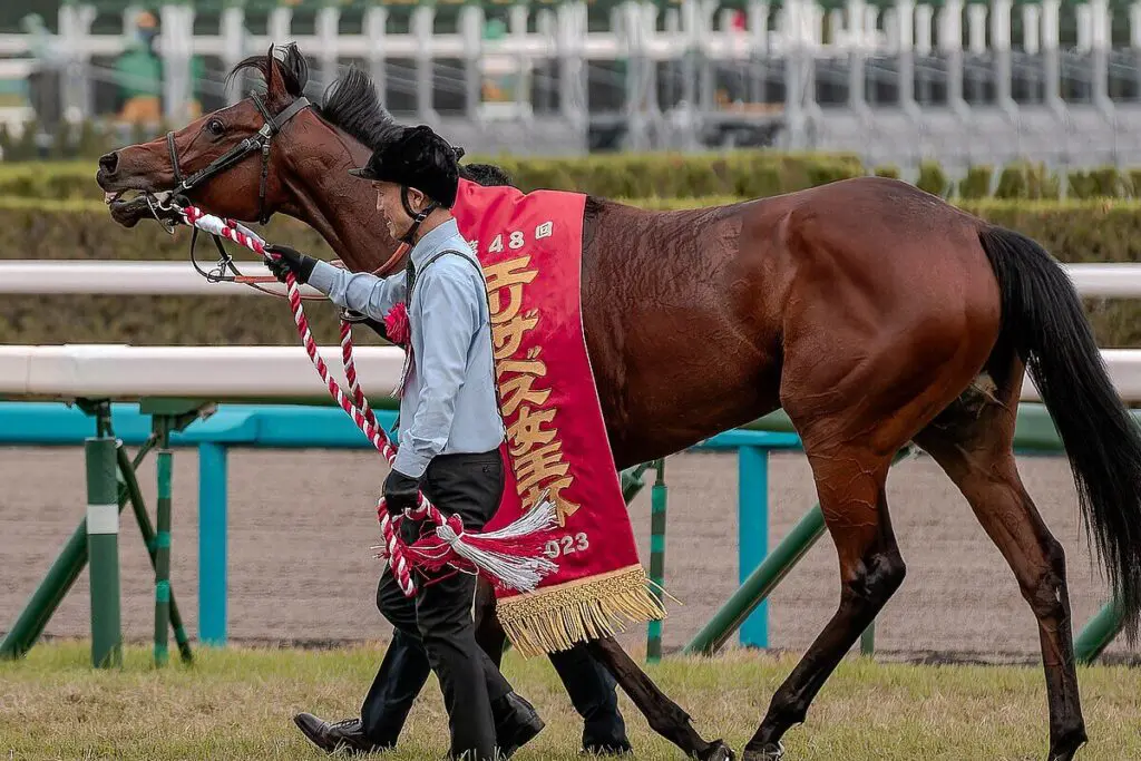 【ジャパンC2025】ブレイディヴェーグはT.マーカンド騎手との新コンビで参戦、牝馬唯一の出走馬として挑む
