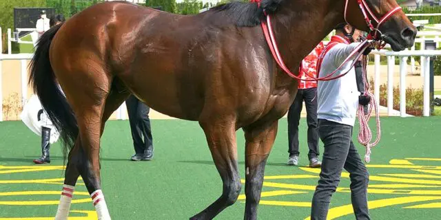 【JRA賞】フォーエバーヤングがダート馬初のJRA年度代表馬受賞