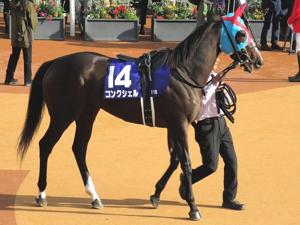 【ヴィクトリアマイル2024予想】激走期待の穴馬は逃げ馬候補のコンクシェル