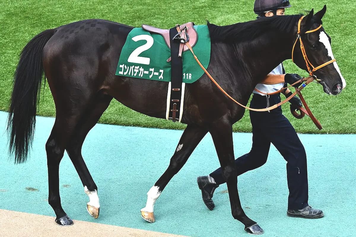 【NHKマイルC予想2024】ゴンバデカーブースは危険な人気馬か？