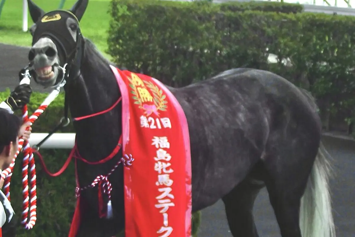 【マーメイドS予想2024】上昇ムードのコスタボニータ、“恵みの雨”を歓迎