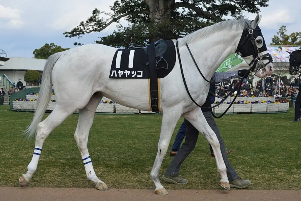 【JRA】ハヤヤッコはタイランドCへ、リステッドで巻き返しへ