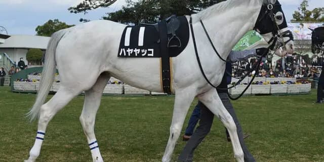 【JRA】ハヤヤッコはタイランドCへ、リステッドで巻き返しへ