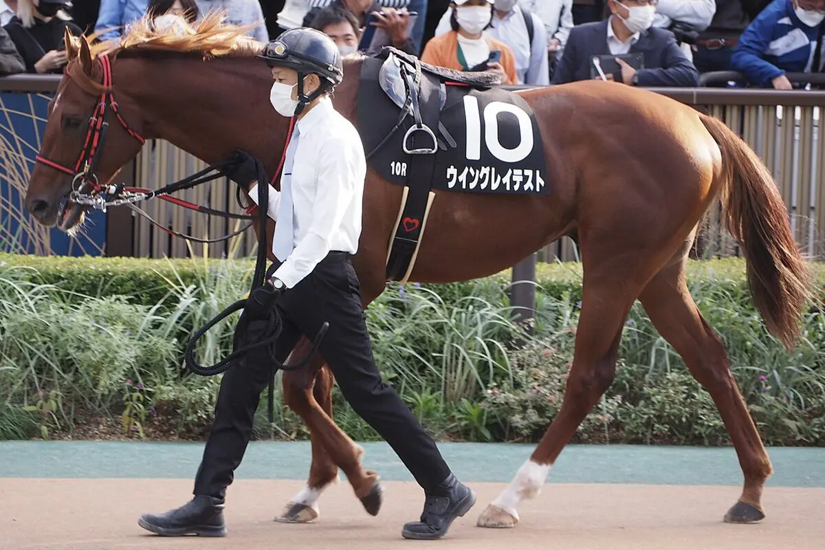【アイビスSD予想2024】ウイングレイテストは危険な人気馬か？59kgで初の千直こなせるか