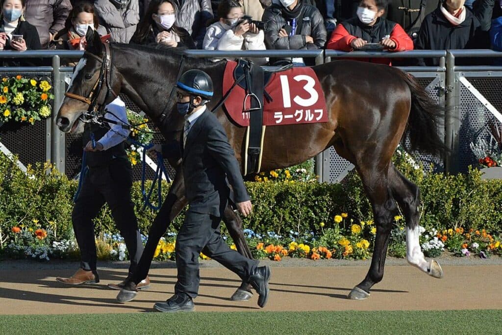 【新潟記念2024】ラーグルフは回避、調整中に蹴られて負傷