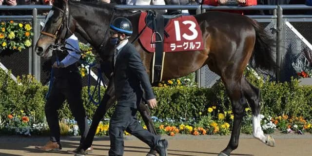 【新潟記念2024】ラーグルフは回避、調整中に蹴られて負傷