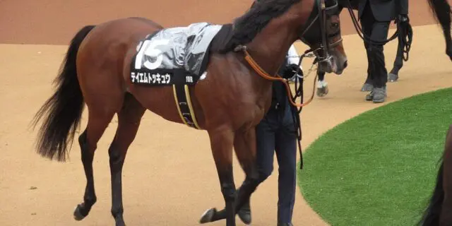 【サマーチャンピオン2024予想】ダッシュ力上位のテイエムトッキュウに期待