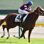 【ネオムターフC2026】昨年覇者シンエンペラーが国内最終追い切りを消化、併せ馬で本気モード