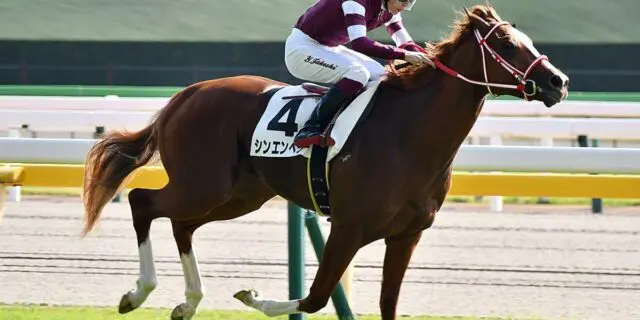 シンエンペラーがぜん息で凱旋門賞を回避、ジャパンCへ照準