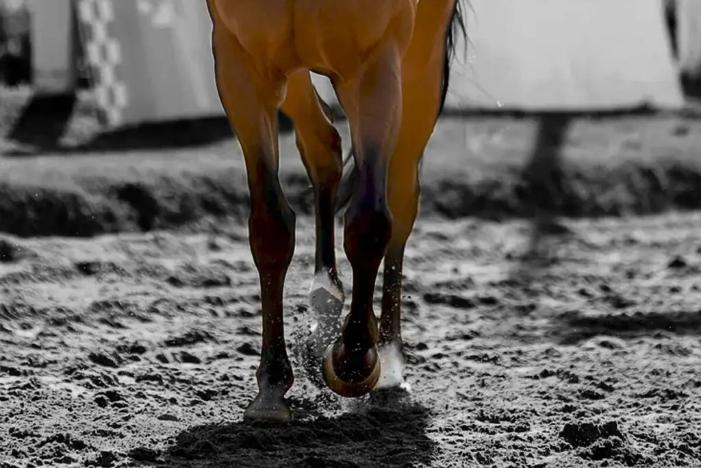 【丹頂ステークス2025予想】ニシノレヴナント、近走不振から巻き返し狙う