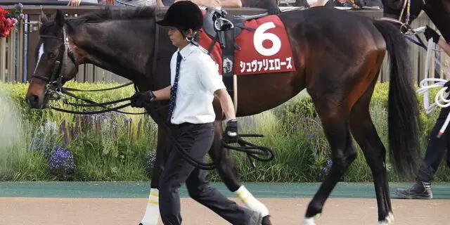 【ステイヤーズS予想2024】初の58kgで一気の6F延長、シュヴァリエローズはどこまで信頼できる？
