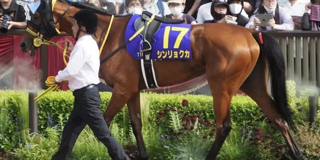 シンリョクカは有馬記念へ、出走できなければ来年の中山金杯を視野