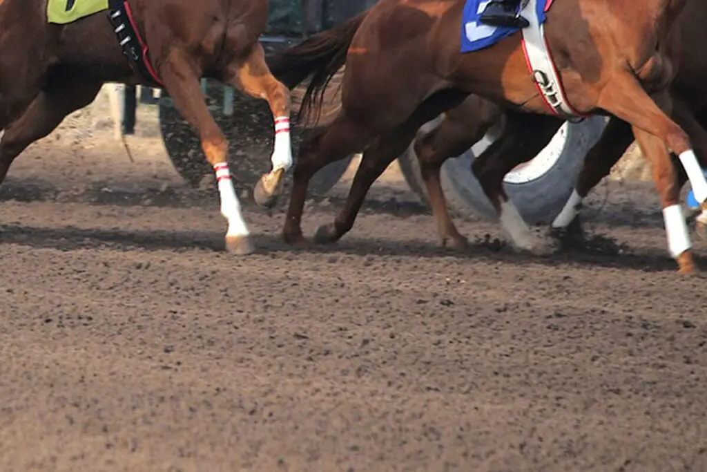 【バイオレットS予想2025】芝から再転戦のアメリカンビキニ、ダート適性を証明へ