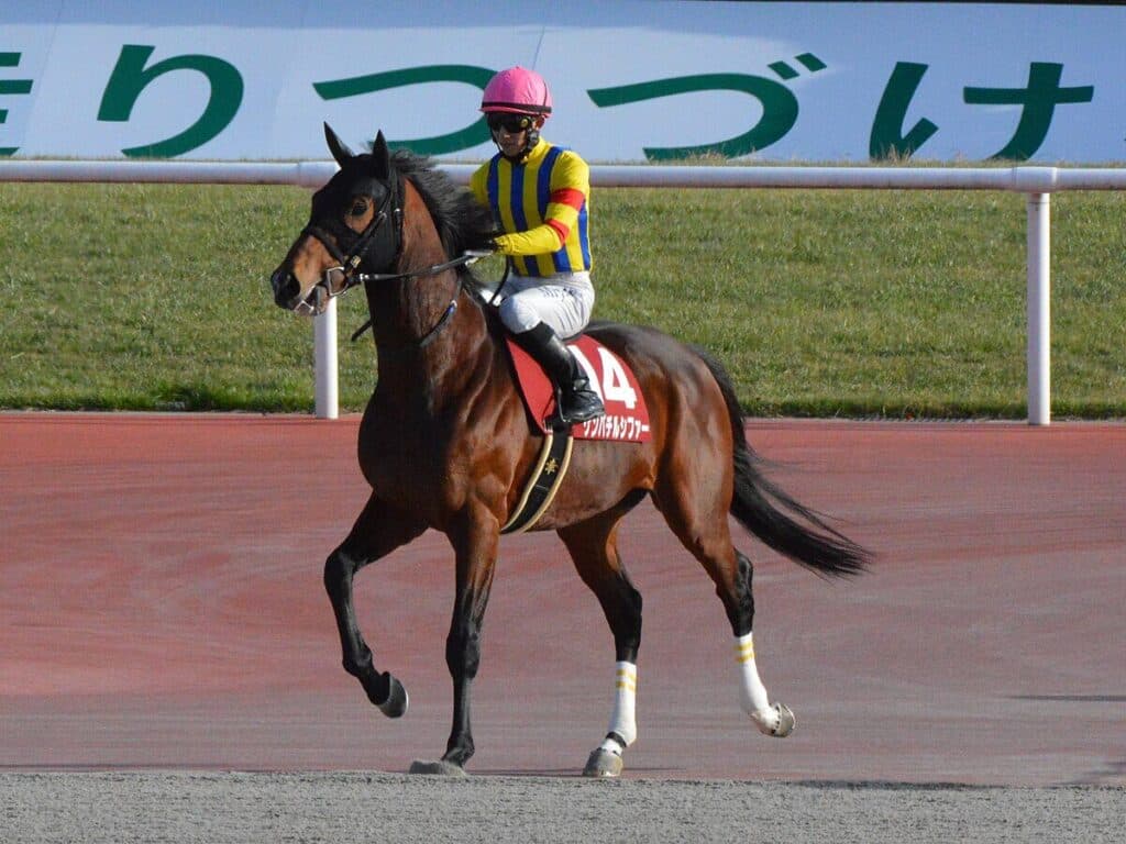 【JRA】ゲンパチルシファーが引退、今後は乗馬に