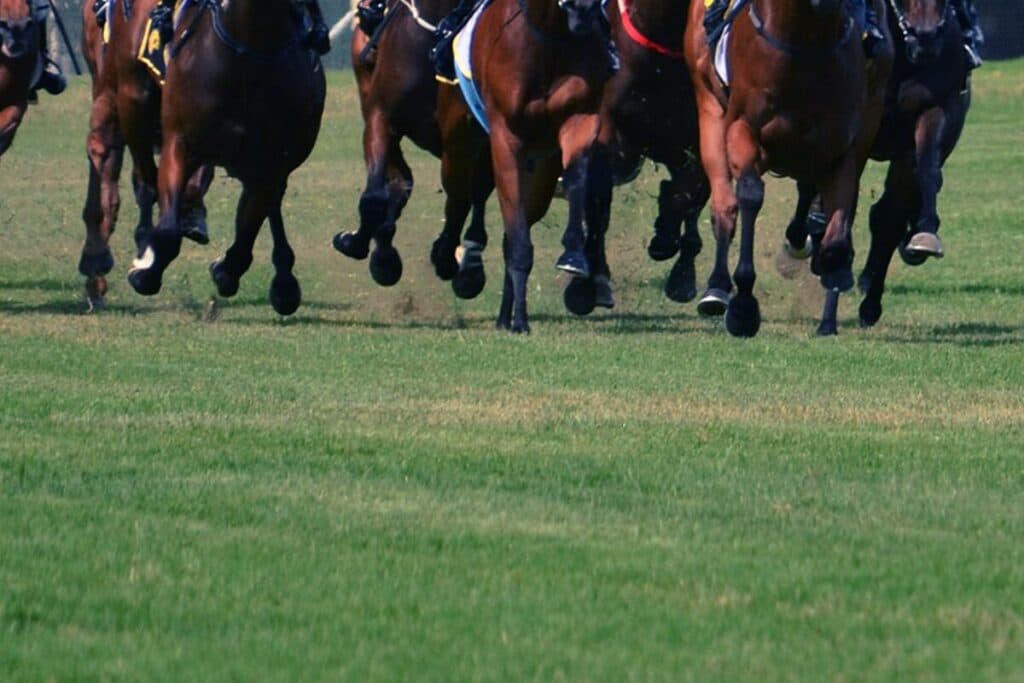 【淀短距離ステークス予想2025】前走京阪杯組に要注目の一戦!