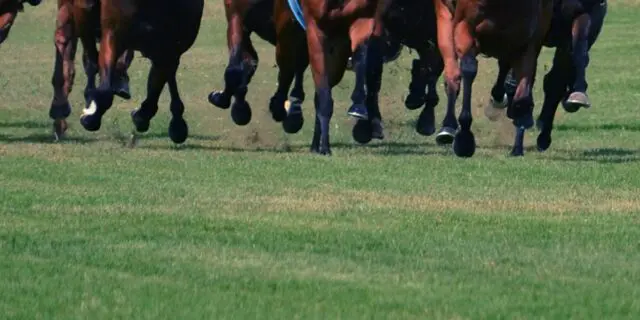 【キビタキS予想2025】福島開幕週を彩る電撃の一戦！注目は復調アシャカタカ