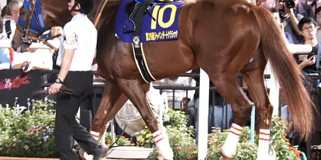 ミッキーファイトはJBCクラシック参戦へ、帝王賞Vの勢いそのままに