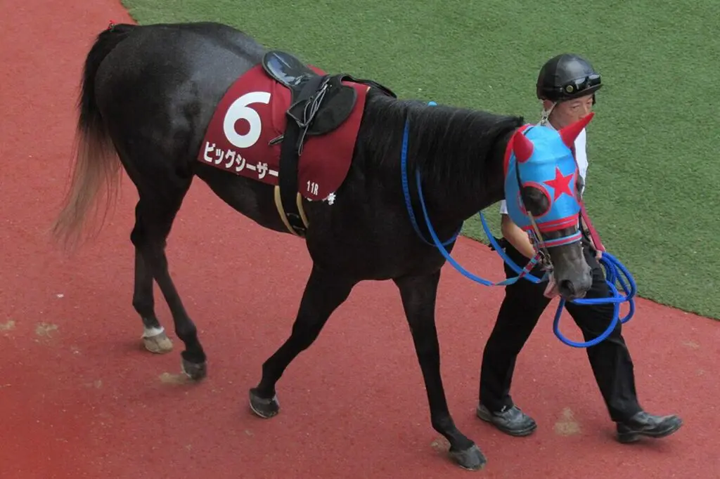 【シルクロードS2025】ビッグシーザーは斤量考慮し回避、高松宮記念へ直行