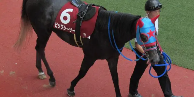 【シルクロードS2025】ビッグシーザーは斤量考慮し回避、高松宮記念へ直行