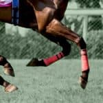 【ステイヤーズS予想2025】ホーエリート“長距離＋中山”は歓迎材料